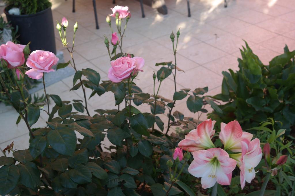 Villa Nada Zadar Bagian luar foto